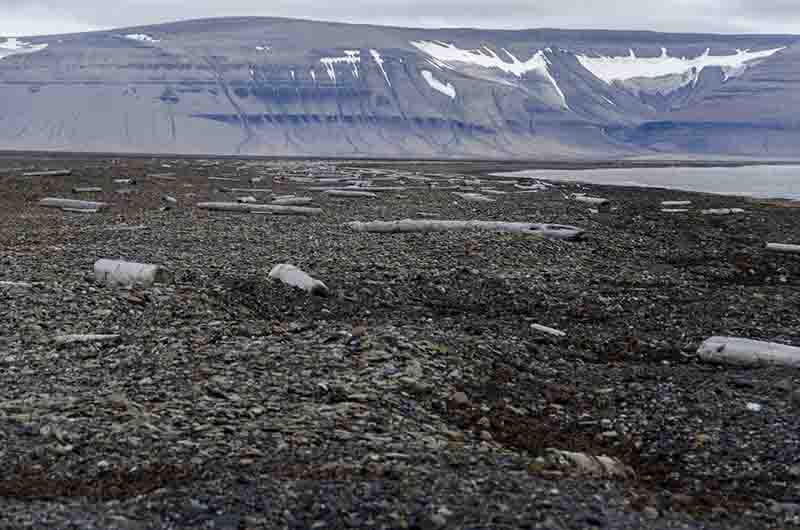 105 - Noruega - islas Svalbard - isla de Edgeoya - Diskobukta